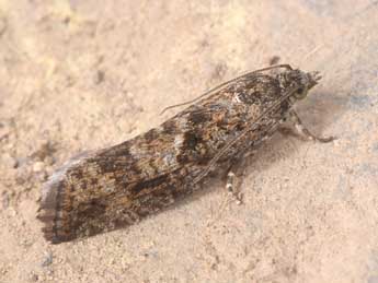 Zeiraphera griseana Hb. adulte - �Philippe Mothiron