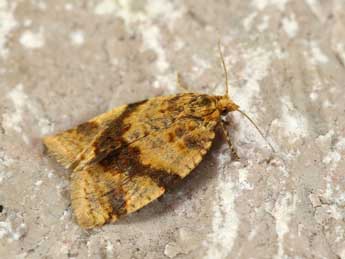 Epagoge grotiana F. adulte - �Lionel Taurand