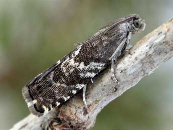 Cydia grunertiana Rtzbg adulte - �Friedmar Graf