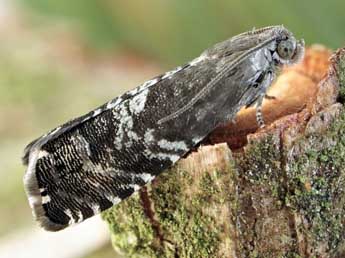 Cydia grunertiana Rtzbg adulte - �Friedmar Graf