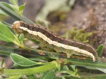  Chenille de Trigonophora haasi Stgr - �Philippe Mothiron