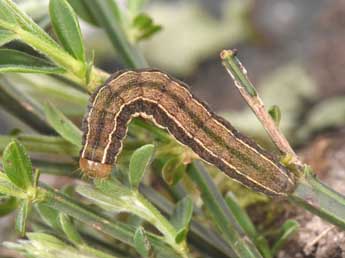  Chenille de Trigonophora haasi Stgr - �Philippe Mothiron