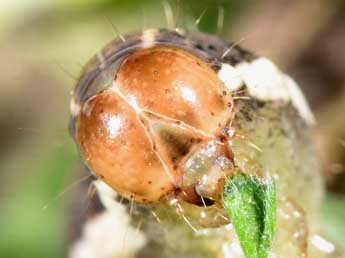  Chenille de Trigonophora haasi Stgr - �Philippe Mothiron