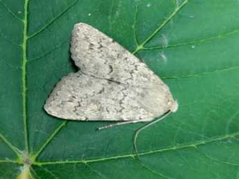 Eremohadena halimi Mill. adulte - �Denis Grange