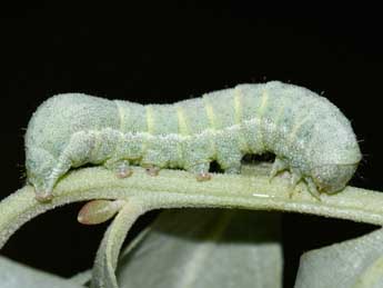  Chenille de Eremohadena halimi Mill. - �Edith Grange