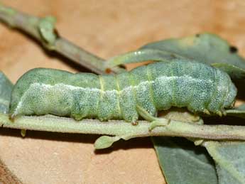  Chenille de Eremohadena halimi Mill. - �Edith Grange