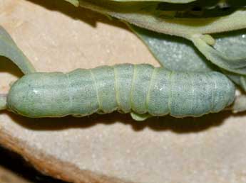  Chenille de Eremohadena halimi Mill. - �Edith Grange