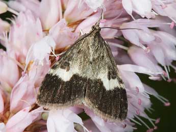 Udea hamalis Thnbg adulte - �Yoann Pelouard