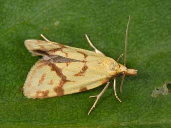 Agapeta hamana L. adulte - �Philippe Mothiron