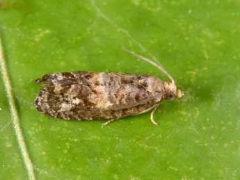 Cymolomia hartigiana Saxesen in Ratz. adulte - �Philippe Mothiron