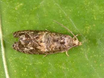 Cymolomia hartigiana Saxesen in Ratz. adulte - �Philippe Mothiron