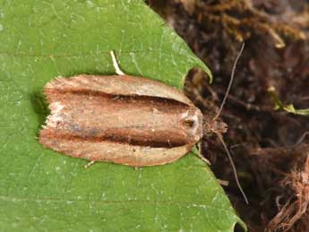Acleris hastiana L. adulte - �Philippe Mothiron