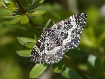 Epirrhoe hastulata Hb. adulte - �Daniel Piette