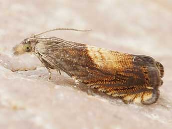 &copy;Friedmar Graf. Dichrorampha heegerana Dup.