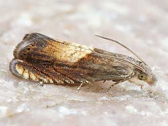 Dichrorampha heegerana Dup. adulte - �Friedmar Graf