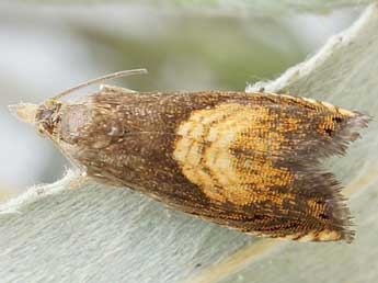 Dichrorampha heegerana Dup. adulte - �Friedmar Graf