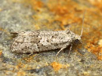 Cnephasia hellenica Obraztsov adulte - �Lionel Taurand