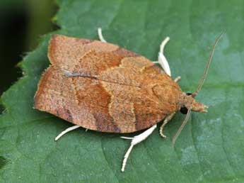 Pandemis heparana D. & S. adulte - �Lionel Taurand