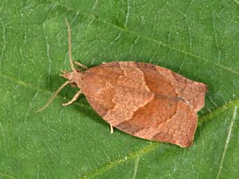 Pandemis heparana D. & S. adulte - �Philippe Mothiron