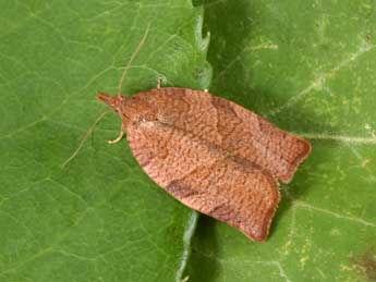Pandemis heparana D. & S. adulte - �Philippe Mothiron