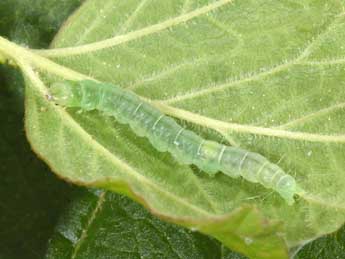  Chenille de Pandemis heparana D. & S. - �Philippe Mothiron