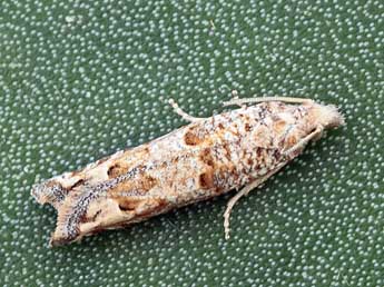 Pelochrista hepatariana H.-S. adulte - �Daniel Morel