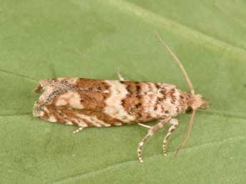 Pelochrista hepatariana H.-S. adulte - �Philippe Mothiron