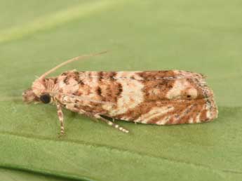 Pelochrista hepatariana H.-S. adulte - �Philippe Mothiron