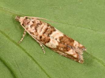 Pelochrista hepatariana H.-S. adulte - �Philippe Mothiron