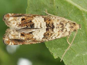 Epiblema hepaticana Tr. adulte - �Friedmar Graf