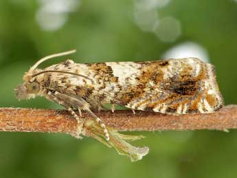 Epiblema hepaticana Tr. adulte - �Friedmar Graf