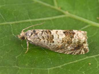 Epiblema hepaticana Tr. adulte - �Philippe Mothiron