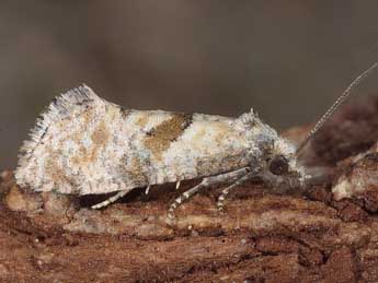 Cochylidia heydeniana H.-S. adulte - �Horst Pichler