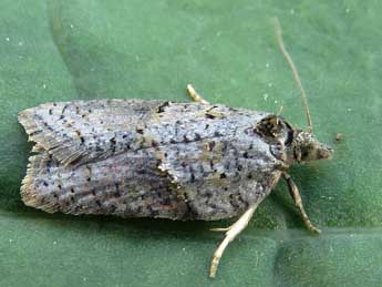 Acleris hippophaeana Heyd. adulte - �Ruben Meert