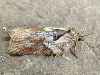 Acleris hippophaeana Heyd. adulte - �Ruben Meert