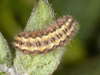  Chenille de Jordanita hispanica Alberti - �Wolfgang Wagner, www.pyrgus.de