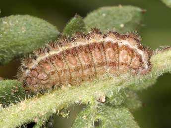  Chenille de Jordanita hispanica Alberti - �Wolfgang Wagner, www.pyrgus.de