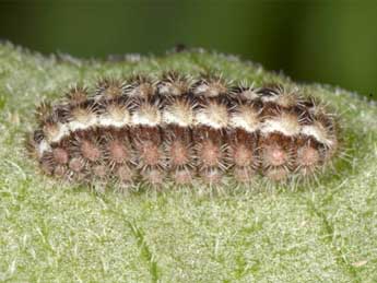 Chenille de Jordanita hispanica Alberti - �Wolfgang Wagner, www.pyrgus.de