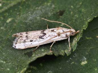 Valdovecaria hispanicella H.-S. adulte - �Lionel Taurand