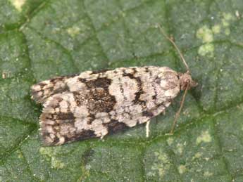 Dichelia histrionana Fr�l. adulte - �Philippe Mothiron