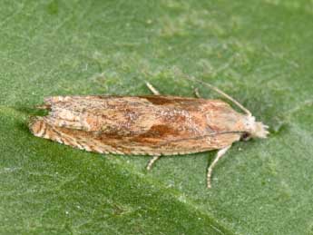 Eucosma hohenwartiana D. & S. adulte - �Philippe Mothiron