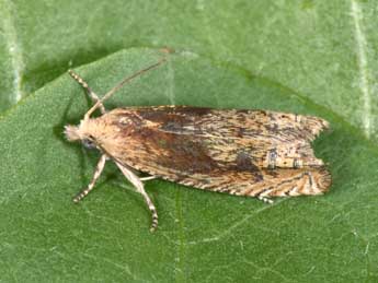 Eucosma hohenwartiana D. & S. adulte - �Philippe Mothiron
