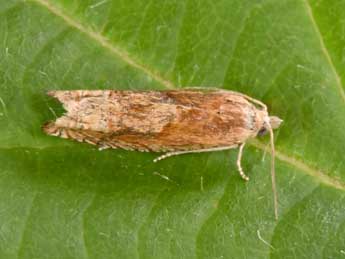 Eucosma hohenwartiana D. & S. adulte - �Philippe Mothiron