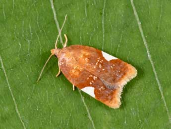 Acleris holmiana L. adulte - �Philippe Mothiron
