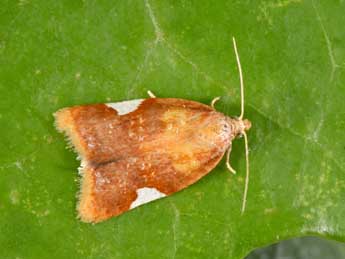 Acleris holmiana L. adulte - �Philippe Mothiron