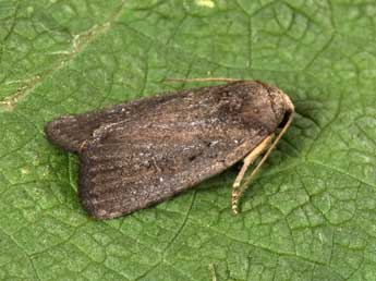 Proxenus hospes Frr adulte - �Philippe Mothiron