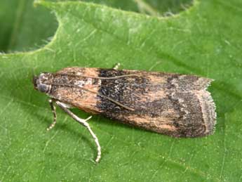 Sciota hostilis Stph. adulte - �Philippe Mothiron