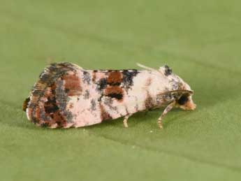 Neocochylis hybridella Hb. adulte - �Philippe Mothiron