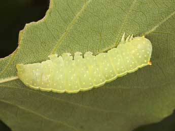  Chenille de Raphia hybris Hb. - �Wolfgang Wagner, www.pyrgus.de