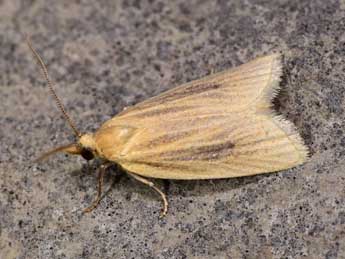 Avaria hyerana Mill. adulte - �Paolo Mazzei